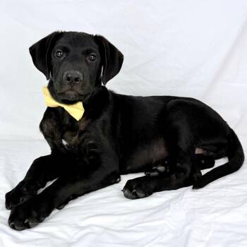 Palmo - Local October 9-11 -  Shepherd and Labrador Retriever Dog for Adoption in Brookshire, Texas - Palmo - Local October 9-11 | PetCurious