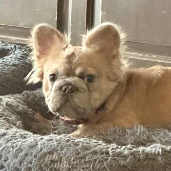 Harley -  French Bulldog Dog for Adoption in San Mateo, California - Harley | PetCurious