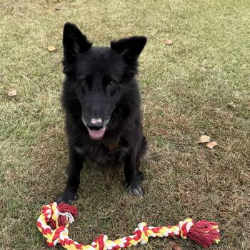 Rescue Mixed Breed Dogs for Adoption in Greensboro, North Carolina - Lobo | PetCurious