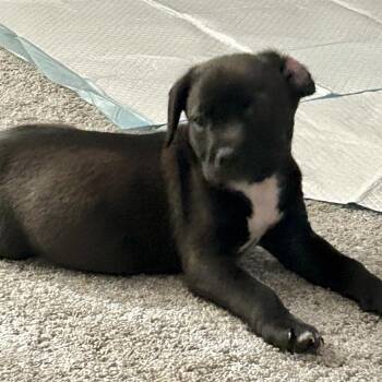 T-Shirt* -  Pit Bull Terrier Dog for Adoption in San Gabriel, California - T-Shirt* | PetCurious