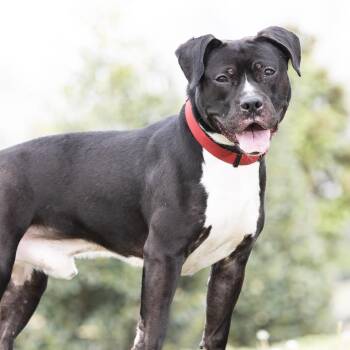 Mixed Breed Dogs Available for Adoption in Franklin, Tennessee - Ford | PetCurious