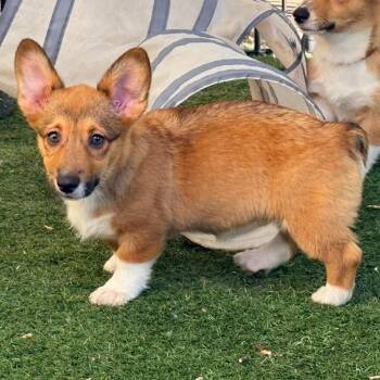 Melaka -  Corgi Dog for Adoption in Ada, Minnesota - Melaka | PetCurious