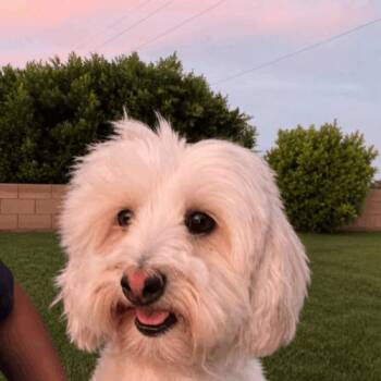 Miniature Poodle Dogs Available for Adoption in Coachella, California - Snowy | PetCurious