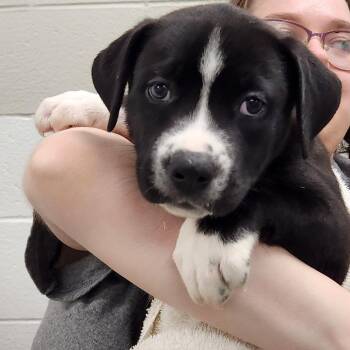 Chunks -  Mixed Breed Dog for Adoption in Walker, Michigan - Chunks | PetCurious