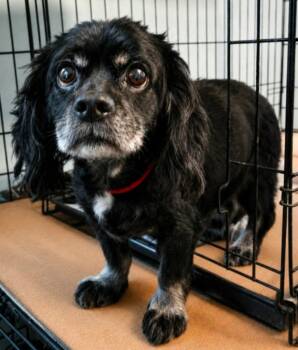Mister -  Cocker Spaniel Dog for Adoption in El Dorado, Arkansas - Mister | PetCurious