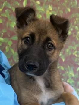 Shepherd and Mixed Breed Dogs Available for Adoption - Thistle | PetCurious