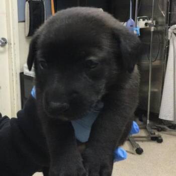 CHUNKY -  Saint Bernard and German Shepherd Dog Dog for Adoption in Riverside, California - CHUNKY | PetCurious