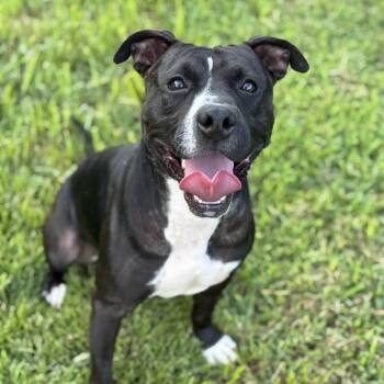 Rescue Mixed Breed Dogs for Adoption in Amelia, Ohio - Finnean | PetCurious