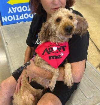 Honey -  Poodle Dog for Adoption in Naperville, Illinois - Honey | PetCurious