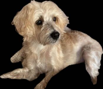 Rescue Maltese and Terrier Dogs for Adoption in Raleigh, North Carolina - Butter | PetCurious