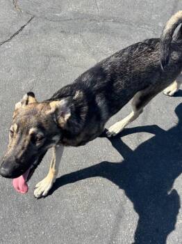 Taquito -  German Shepherd Dog and Mixed Breed Dog for Adoption in Los Angeles, California - Taquito | PetCurious