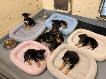 PUPPY PAWLOOZA -  Husky and American Bully Dog for Adoption in Mississauga, Ontario - PUPPY PAWLOOZA | PetCurious