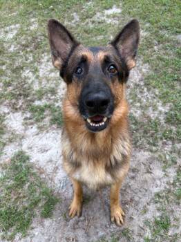 Rescue Terrier Dogs for Adoption in Springfield, Georgia - Maverick | PetCurious