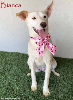 Rescue Yellow Labrador Retriever and American Staffordshire Terrier Dogs for Adoption in San Diego, California - Bianca | PetCurious