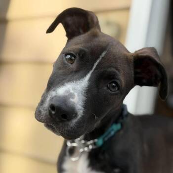 Pat -  Terrier Dog for Adoption in Glocester, Rhode Island - Pat | PetCurious