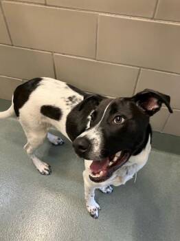 Rescue Labrador Retriever and Mixed Breed Dogs for Adoption in Baytown, Texas - OSCAR | PetCurious