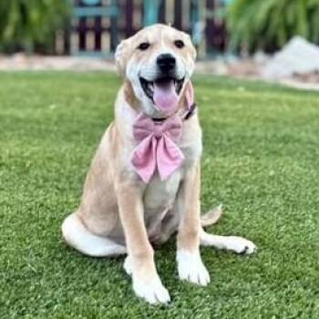Angel -  Labrador Retriever and Akita Dog for Adoption in Fairfield, Connecticut - Angel | PetCurious