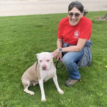 Thai Ridgeback and Pit Bull Terrier Dogs Available for Adoption in Elyria, Ohio - Lilo  | PetCurious
