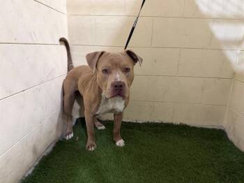American Bulldog and Mixed Breed Dogs Available for Adoption - HOPPER | PetCurious