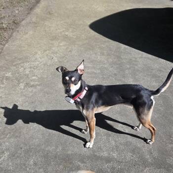 Chihuahua Dogs Available for Adoption in Durham, North Carolina - Tia (Courtesy Post) | PetCurious