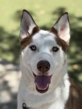 Chase -  Siberian Husky and Husky Dog for Adoption in Scottsdale, Arizona - Chase | PetCurious