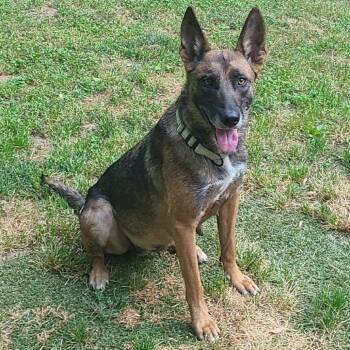 Sayde 22223 -  Belgian Shepherd Malinois Dog for Adoption in Cumming, Georgia - Sayde 22223 | PetCurious