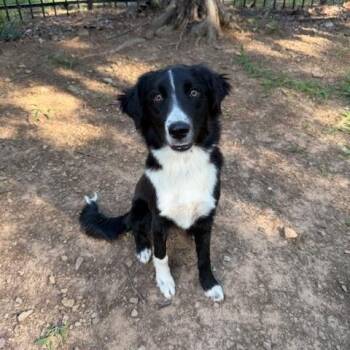 Remi -  Border Collie Dog for Adoption in Corsicana, Texas - Remi | PetCurious
