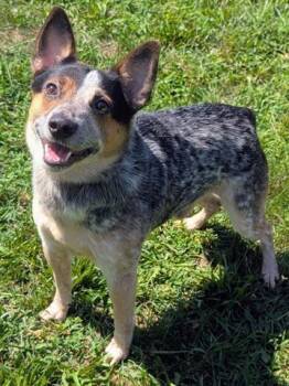 MAVERICK -  Australian Cattle Dog Blue Heeler Dog for Adoption in Akron, Ohio - MAVERICK | PetCurious