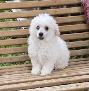 BICHON (purebred) -  Bichon Frise Dog for Adoption in Woodsfield, Ohio - BICHON (purebred) | PetCurious