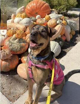 Rella -  Shepherd Dog for Adoption in Copiague, New York - Rella | PetCurious