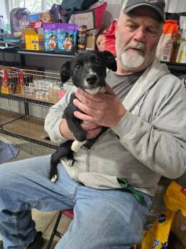 Border Collie Dogs Available for Adoption in Waunakee, Wisconsin - Peeps | PetCurious