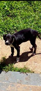 Rhody -  Terrier Dog for Adoption in Jacksonville, Texas - Rhody | PetCurious