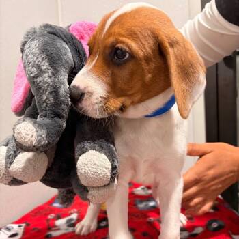 Basil -  German Shorthaired Pointer and Mixed Breed Dog for Adoption in Tampa, Florida - Basil | PetCurious