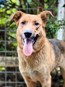 Rescue Catahoula Leopard Dog and Shepherd Dogs for Adoption - Maya | PetCurious