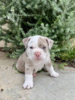 Clover -  American Bulldog and French Bulldog Dog for Adoption in Orange, California - Clover | PetCurious