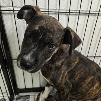 Rescue Mixed Breed Dogs for Adoption in Enterprise, Alabama - 251113K044 - Sombr | PetCurious