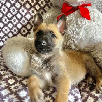 Corey -  German Shepherd Dog and Belgian Shepherd Malinois Dog for Adoption in Denver, Colorado - Corey | PetCurious
