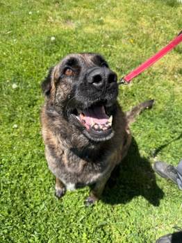 Harley -  Mixed Breed Dog for Adoption in Hyde Park, New York - Harley | PetCurious