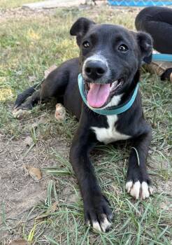 Rescue Labrador Retriever Dogs for Adoption in Troy, Alabama - Odessa | PetCurious