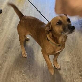 Max -  Terrier and Mixed Breed Dog for Adoption in East Hanover, New Jersey - Max | PetCurious