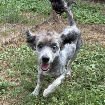 Maxwell Smokey -  Miniature Schnauzer Dog for Adoption in Houston, Texas - Maxwell Smokey | PetCurious