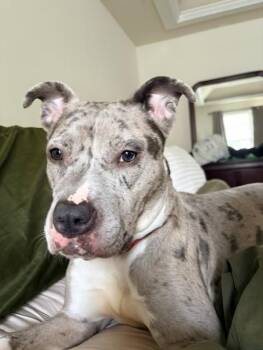 BEAUTY -  Pit Bull Terrier Dog for Adoption in Derwood, Maryland - BEAUTY | PetCurious