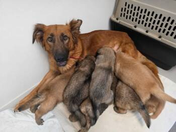 Betsee Ross -  Retriever and Shepherd Dog for Adoption in Milton, Georgia - Betsee Ross | PetCurious