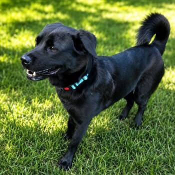 Mabel a Beautiful Loving & Affectinate Girl. Great size at 48 lb -  Black Labrador Retriever and Chow Chow Dog for Adoption in Houston, Texas - Mabel A Beautiful Loving & Affectinate Girl. Great Size At 48 Lb | PetCurious