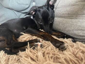 Virginia -  Terrier Dog for Adoption in Plainfield, Illinois - Virginia | PetCurious