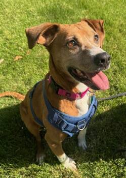 Hound Dogs Available for Adoption in Greenbelt, Maryland - Sage Mae | PetCurious