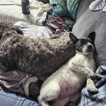 Jubilee - In Foster! -  Cattle Dog and Mixed Breed Dog for Adoption in Flagstaff, Arizona - Jubilee - In Foster! | PetCurious