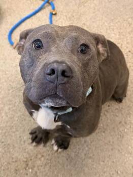 Pumpkin -  Pit Bull Terrier Dog for Adoption in Cleveland, Ohio - Pumpkin | PetCurious