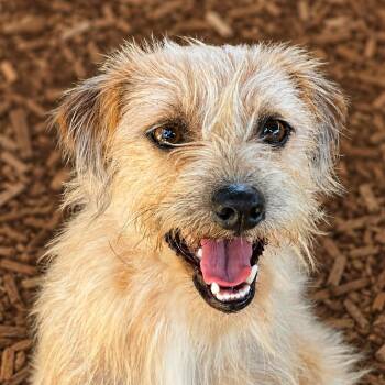 Quimby -  Wirehaired Terrier and Cairn Terrier Dog for Adoption in Boerne, Texas - Quimby | PetCurious
