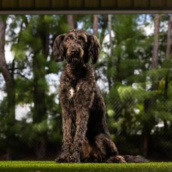 Einstein -  Mixed Breed Dog for Adoption in Jupiter, Florida - Einstein | PetCurious